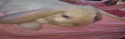 Mini Lop rabbits for sale: Gorgeous mini lop kits ready for new homes - Advert 4