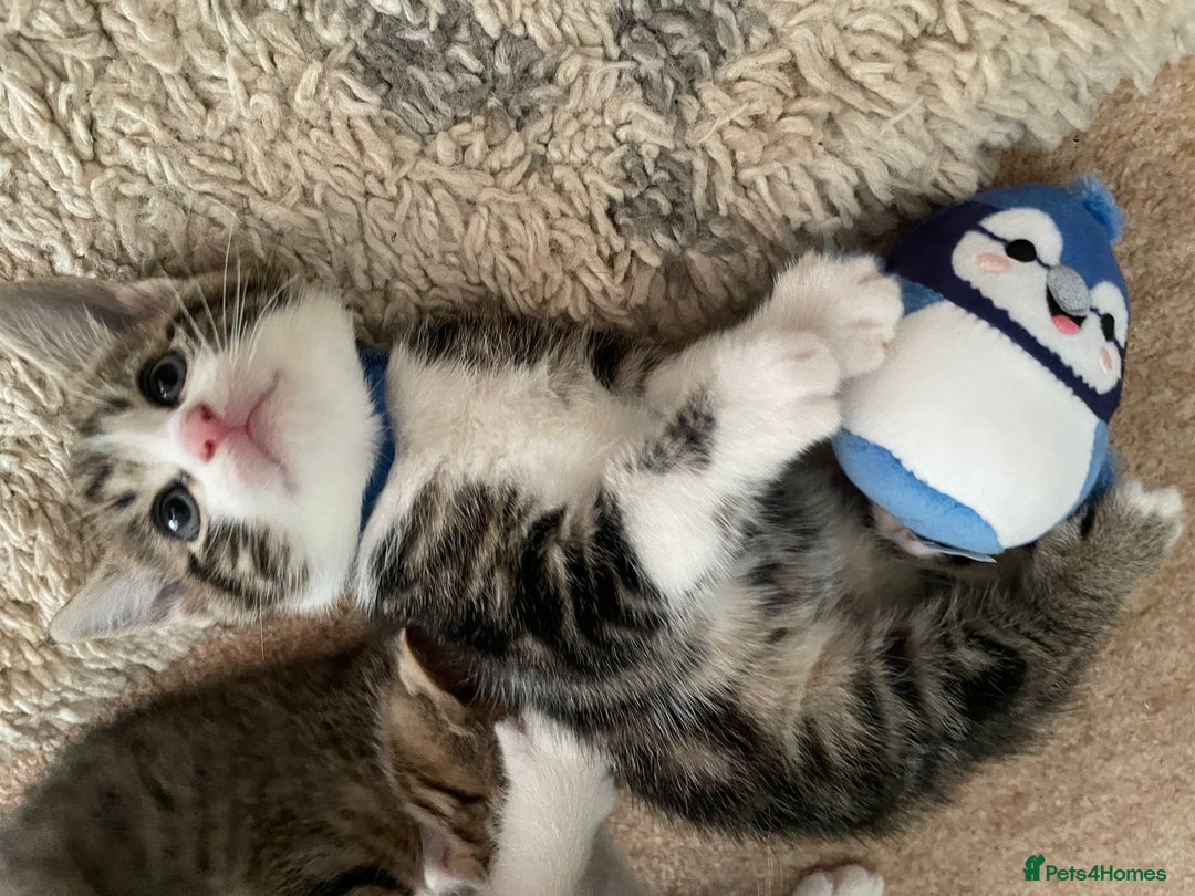 European cats for sale: 8 weeks old - kittens  - Image 13