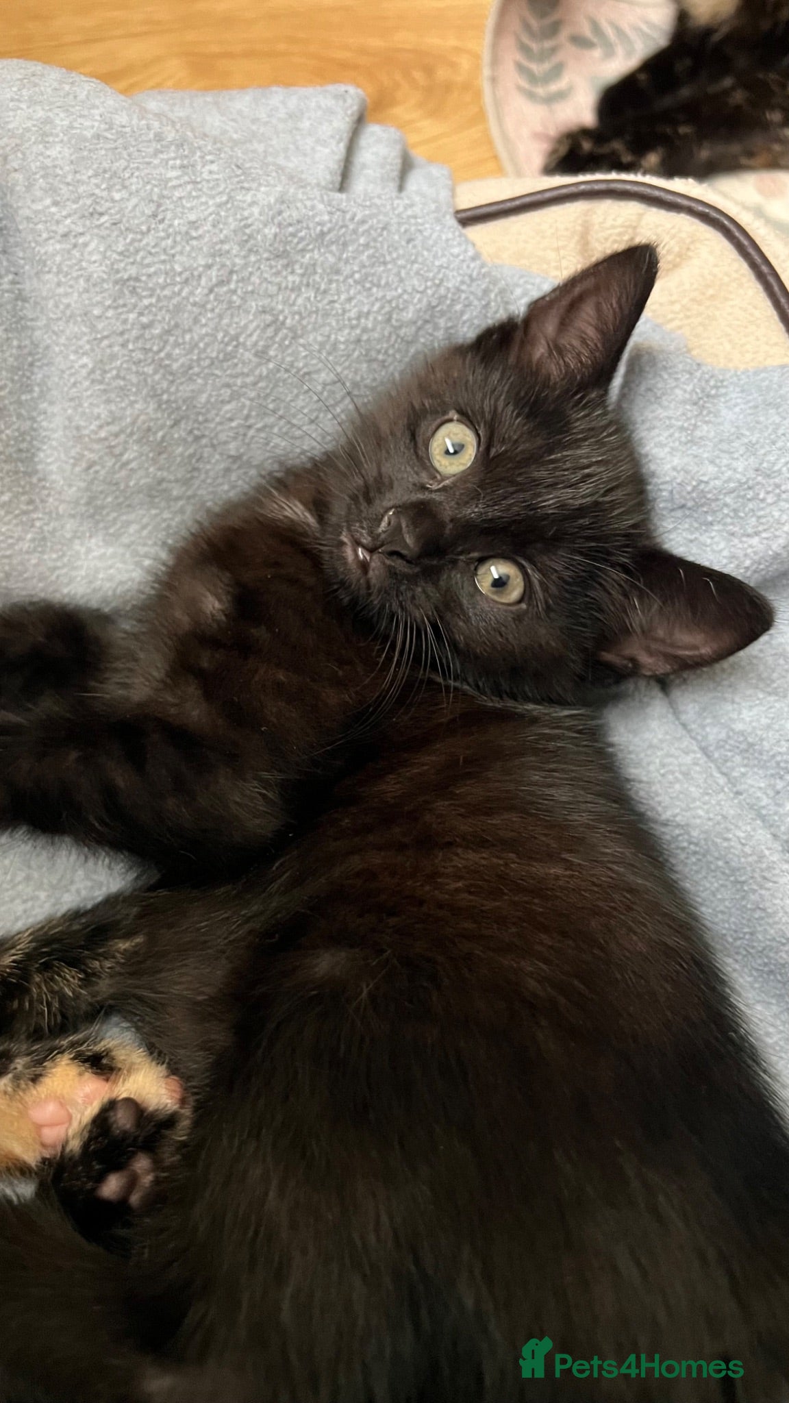Domestic Shorthair cats Gorgeous girls  - Advert 17