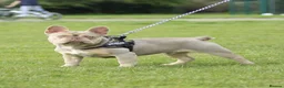 French Bulldog dogs for stud: Oscar the Quality French Bulldog Stud - Advert 6