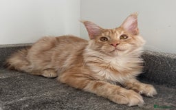Maine Coon cats for sale: Amazing girl ready to leave.. - Image 6