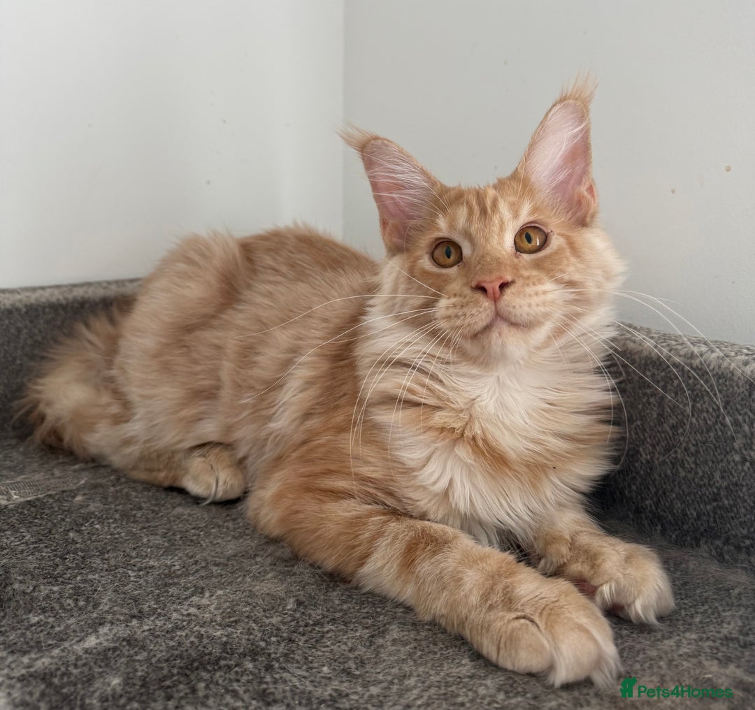 Maine Coon cats for sale: Amazing girl ready to leave.. - Image 6