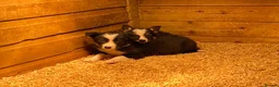 Border Collie dogs for sale: Border collie puppies - Advert 3