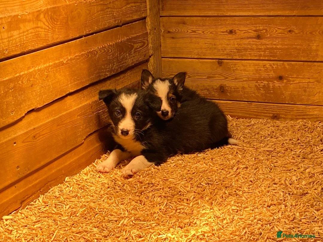 Border Collie dogs for sale: Border collie puppies - Advert 3