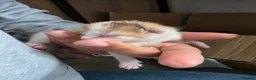 Mixed Breed cats for sale: Kittens - Advert 9