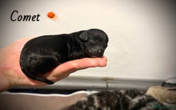 Mixed Breed dogs for sale: Cockapoo cross cavapoo - Image 6