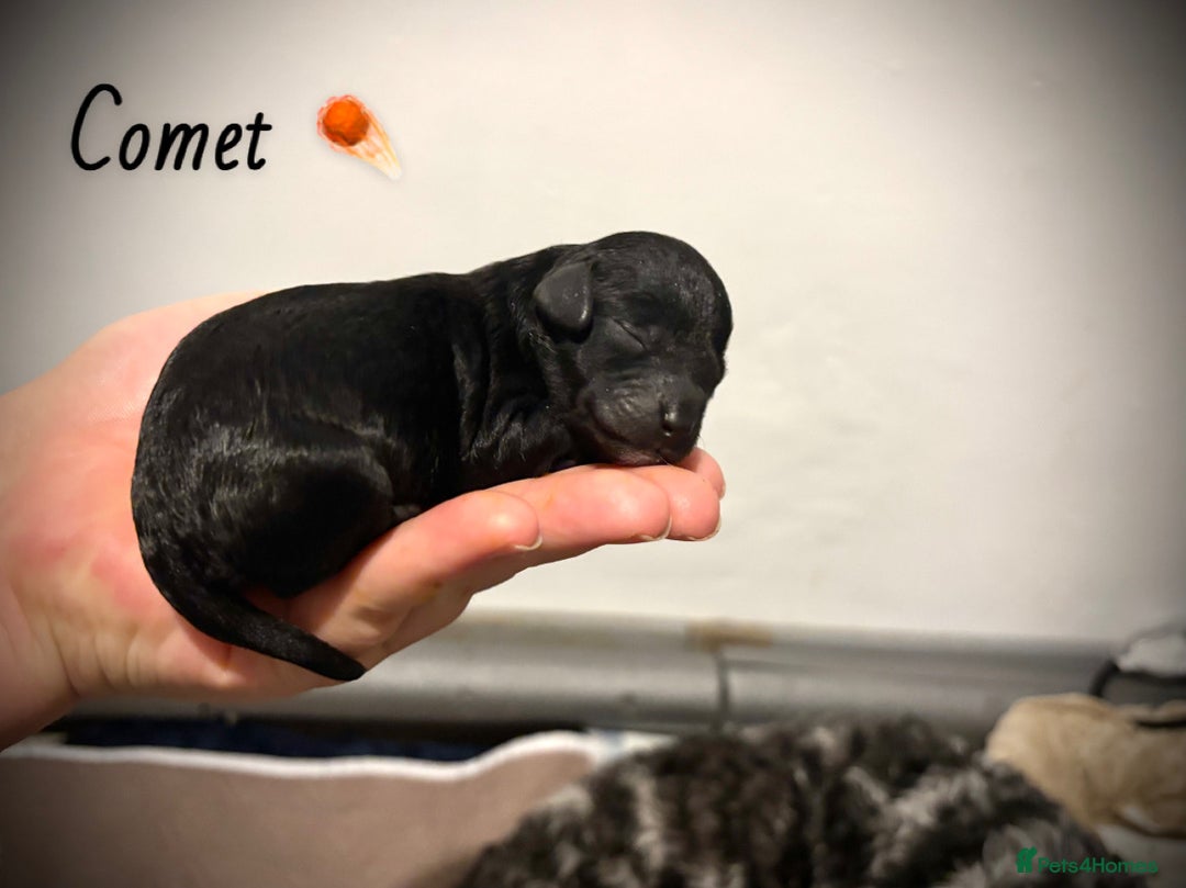 Mixed Breed dogs for sale: Cockapoo cross cavapoo - Image 6