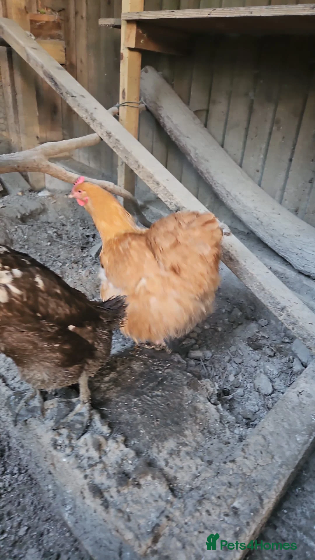 Mixed Breed poultry for sale: Female Chicken & Duck for rehoming in Cobham - Advert 1