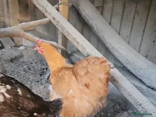 Mixed Breed poultry Female Chicken & Duck for rehoming - Advert 14