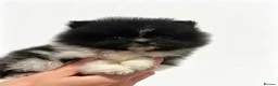 Pomeranian dogs for sale: Pomeranian’s  - Advert 3