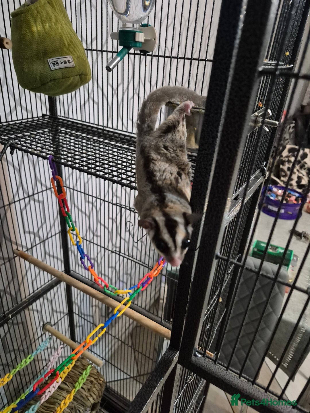 Sugar Glider rodents for sale: Male and Female Sugar Gliders  - Advert 3