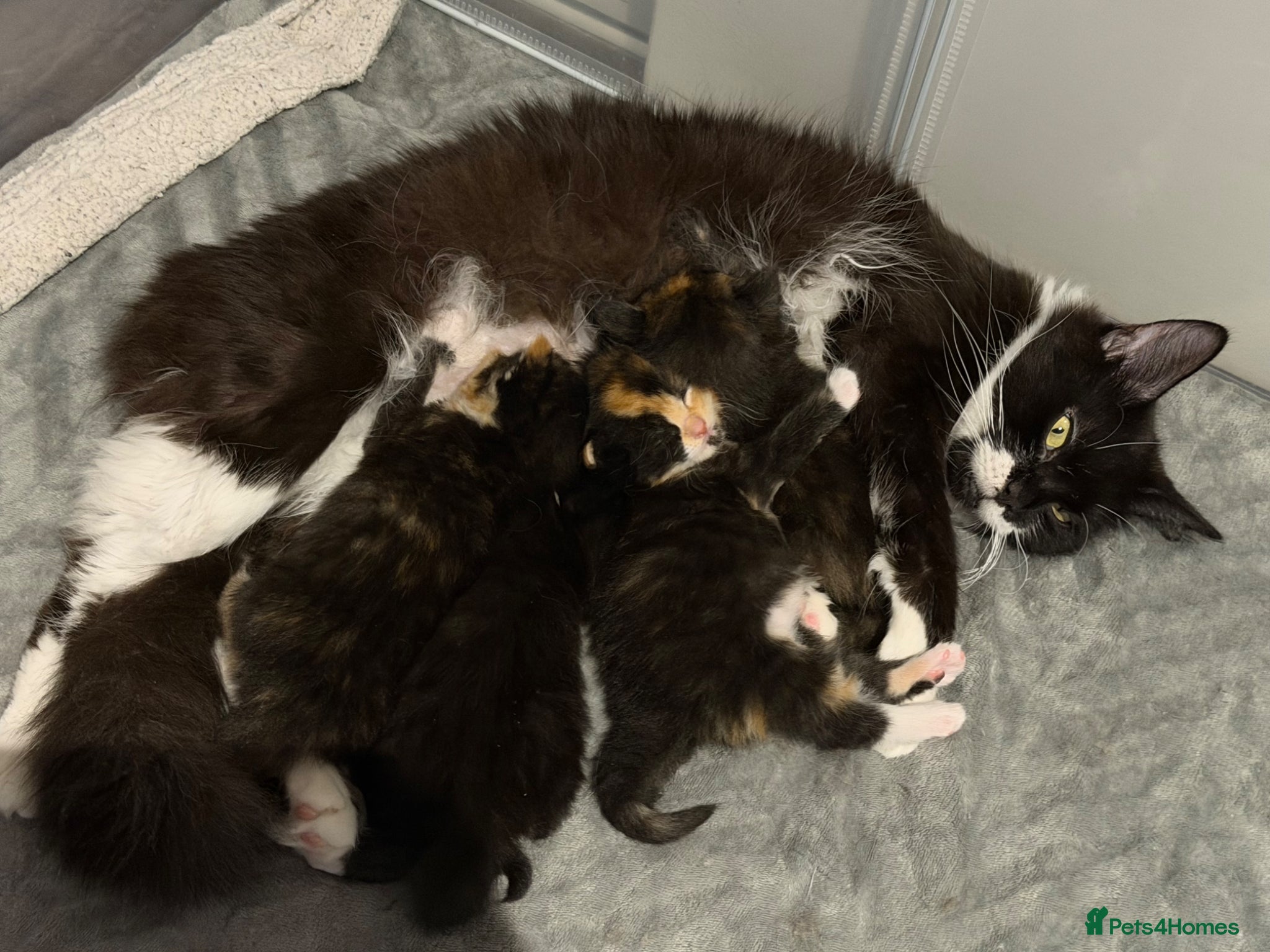 Mixed Breed cats Beautiful Kittens for Sale – Ready Soon 🐾 - Advert 1