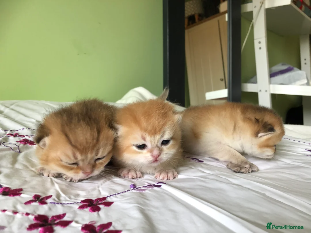 British Shorthair cats for stud: Love Bug NY12 for Stud Duties ONLY in Alton - Advert 5