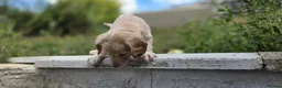 Mixed Breed dogs for sale: 3 beautiful girls  - Advert 6