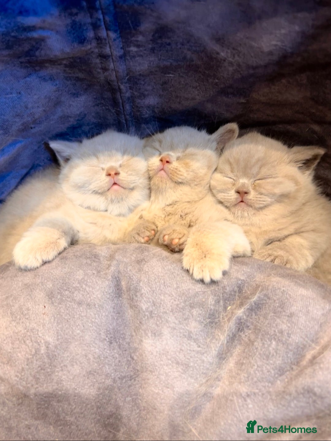 British Shorthair cats for sale: 🌈 GCCF fawn/blue 🏆Champion🏆 BSH teddy bears 🌈 - Advert 2