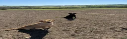 Labrador Retriever dogs for sale: Lovely KC reg, health tested yellow Labrador  - Advert 4