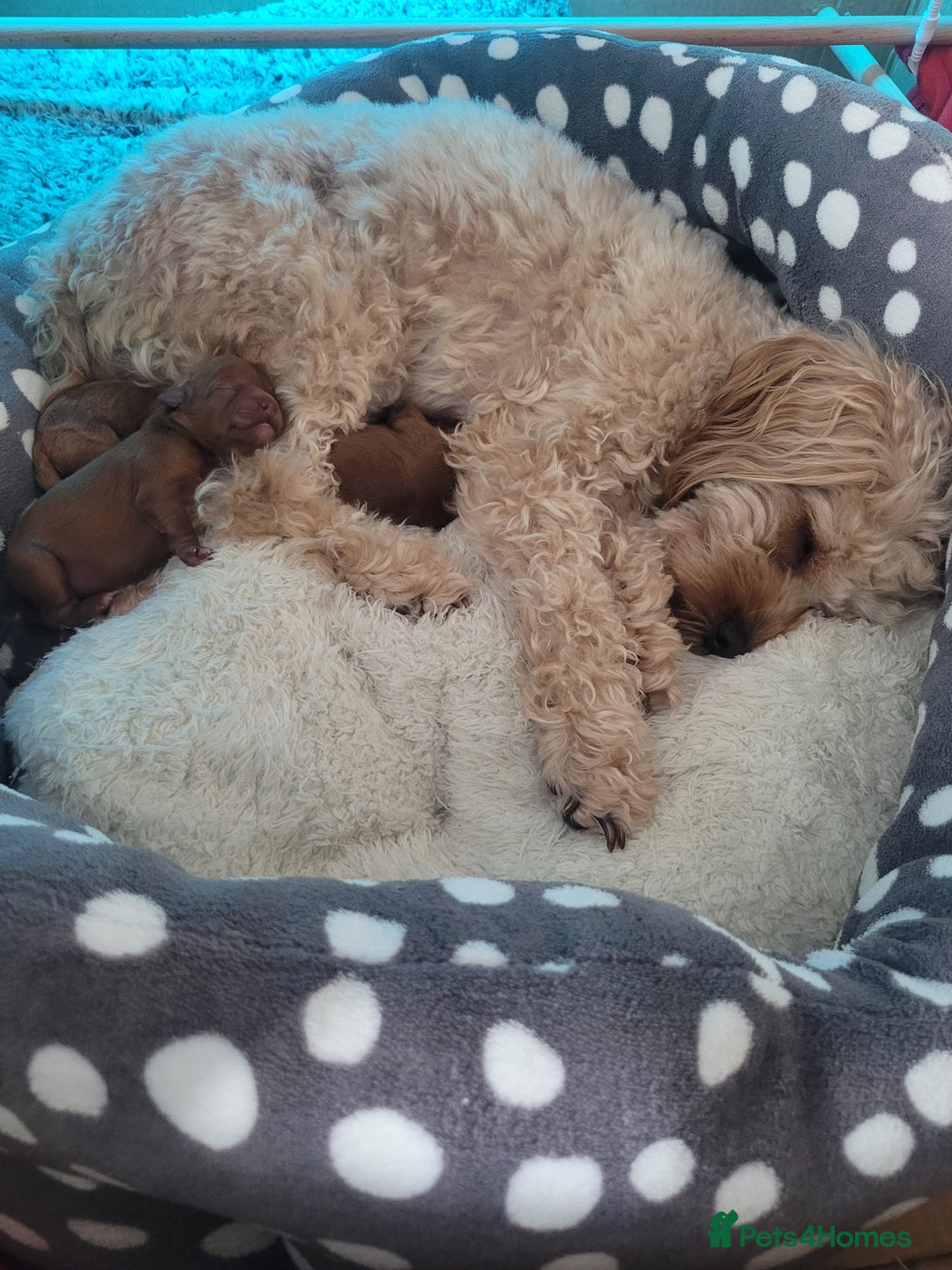 Cavapoo dogs for sale: Beautiful Female Cavapoo Puppy – Ready - Advert 6