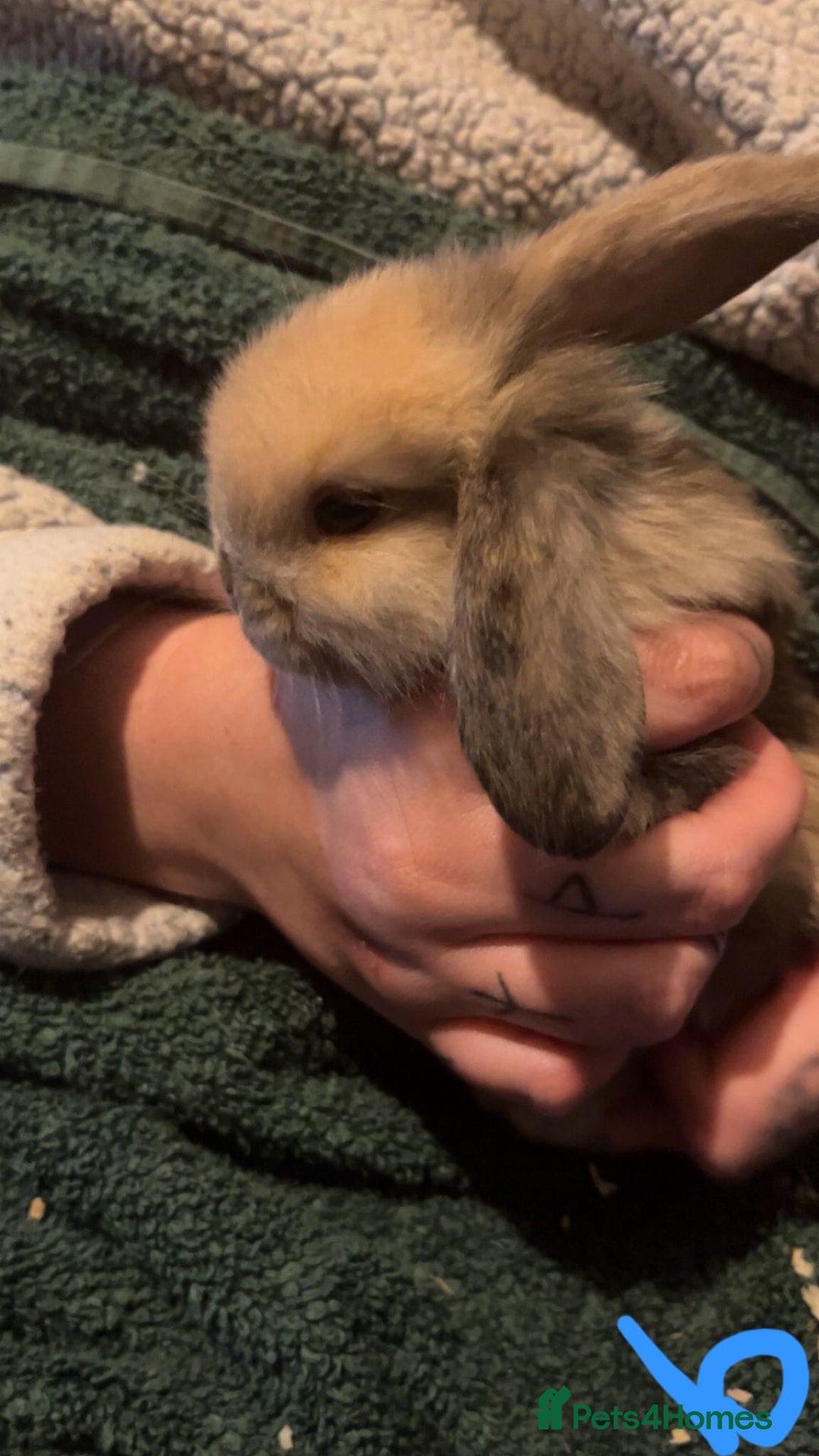 Mini Lop rabbits for sale: Mini lop kits - Image 3