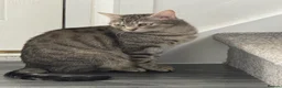 Domestic Shorthair cats for sale: Male Cat Free 2 the right home - Advert 3
