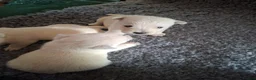 West Highland Terrier dogs for sale: FifeWesties  - Advert 9