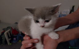 Mixed Breed cats for sale: Lovely kittens looking for homes! - Image 12