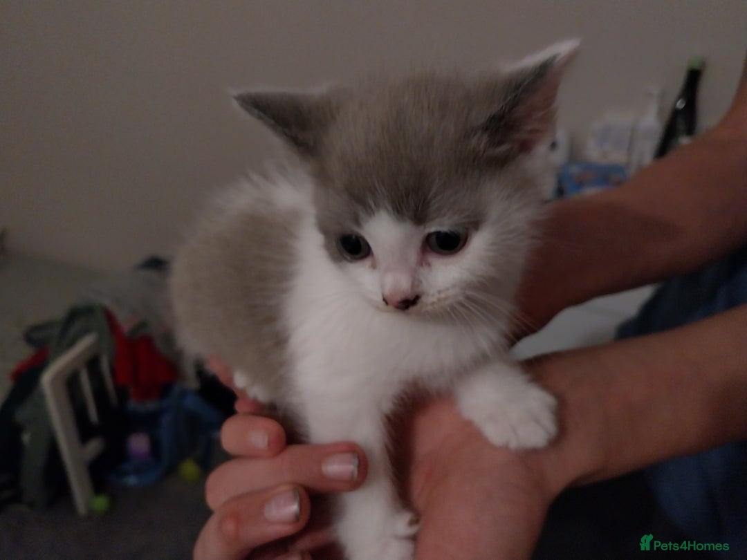 Mixed Breed cats for sale: Lovely kittens looking for homes! - Image 12
