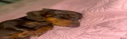 Miniature Dachshund dogs for sale: Beautiful Miniature Dachshund male - Advert 4