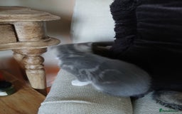 Bengal cats for sale: BLUE Bengal Cross Kittens - Advert 5