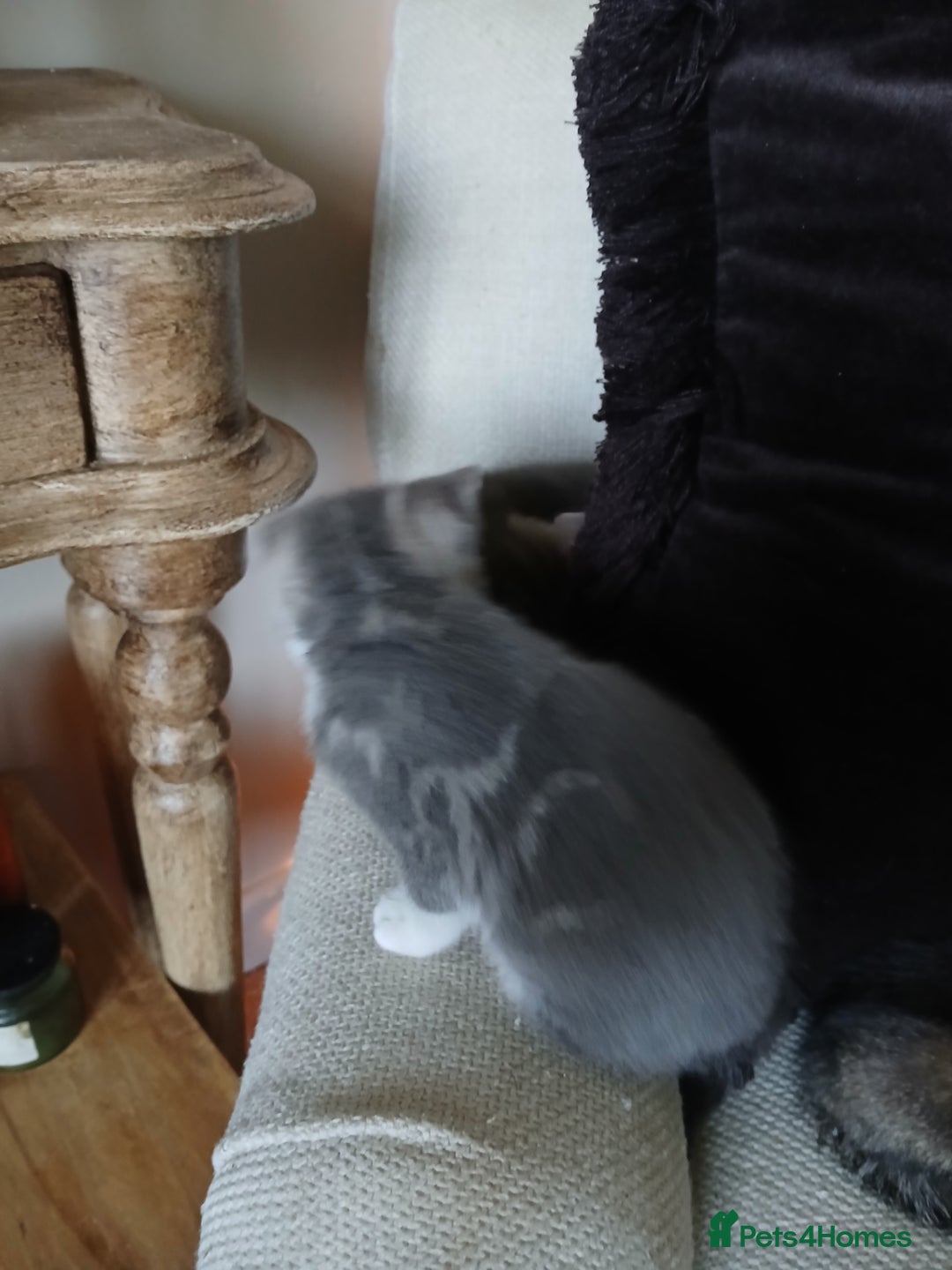 Bengal cats for sale: BLUE Bengal Cross Kittens - Advert 5