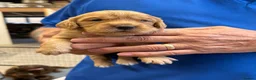 Cocker Spaniel dogs for sale: Cocker spaniel puppies for sale  in Stafford - Advert 17