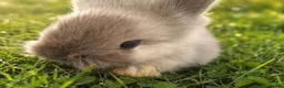Lionhead rabbits for sale: Beautiful Lionhead Babies  - Advert 12