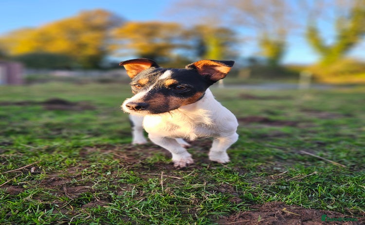 Jack Russell dogs - Advert 2