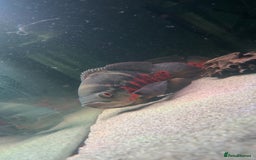 Other/Mixed Breed fish for sale: Large Pair Of Oscars - Image 2