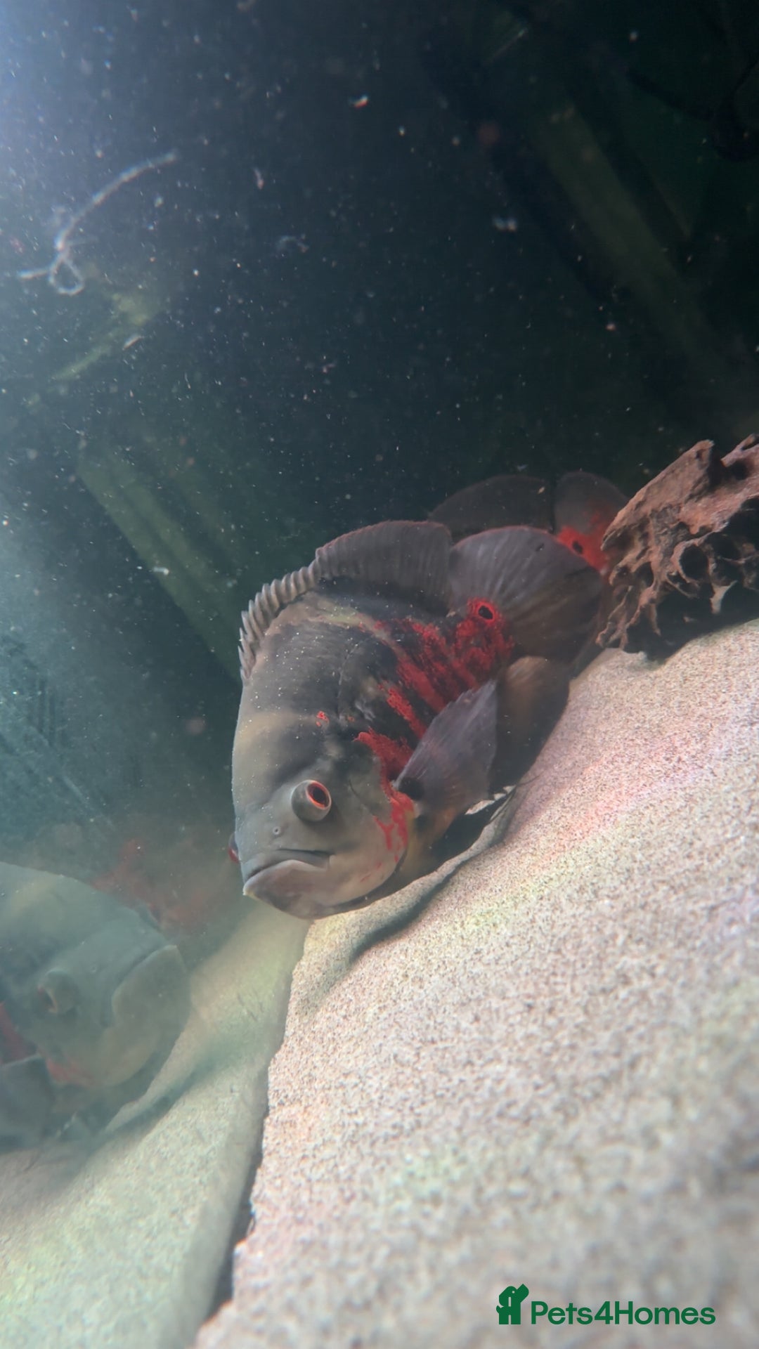 Other/Mixed Breed fish for sale: Large Pair Of Oscars - Image 2
