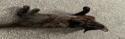 Mixed Breed cats for sale: Beautiful Boy - patiently waiting for forever home - Advert 3