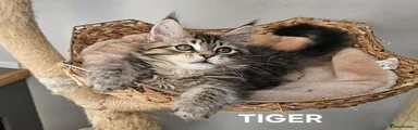 Maine Coon Kitten 2