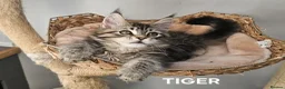 Maine Coon cats for sale: Large Maine Coon kittens regd European bloodline  - Advert 15