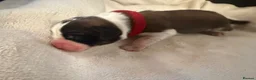 Saint Bernard dogs for sale: Saint Bernard puppies  in Cleethorpes - Advert 22