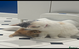 Mixed Breed cats for sale: Kittens MaineCoon x Bengal 8 weeks ready today  - Image 10