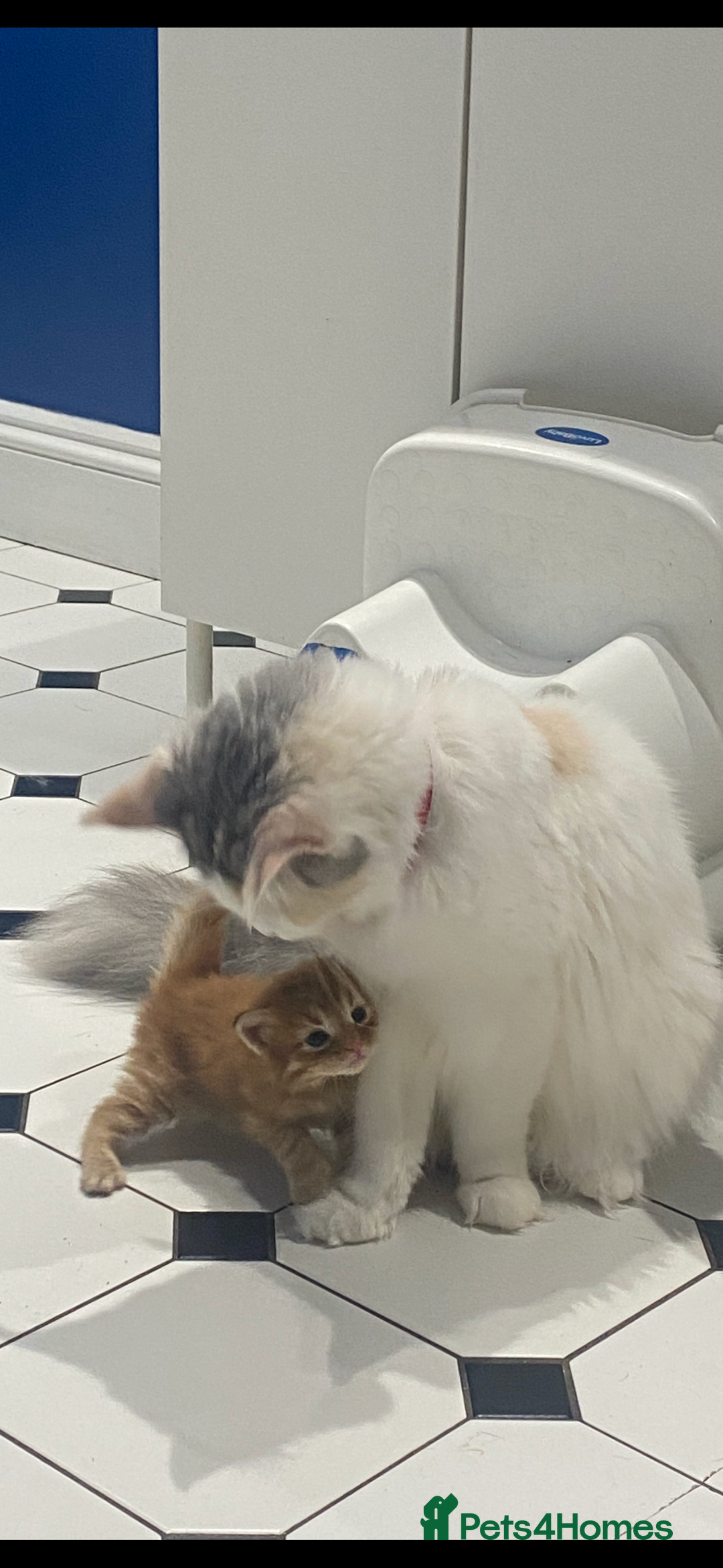 Mixed Breed cats for sale: Kittens MaineCoon x Bengal 8 weeks ready today  - Image 10