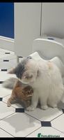 Mixed Breed cats - Advert 6