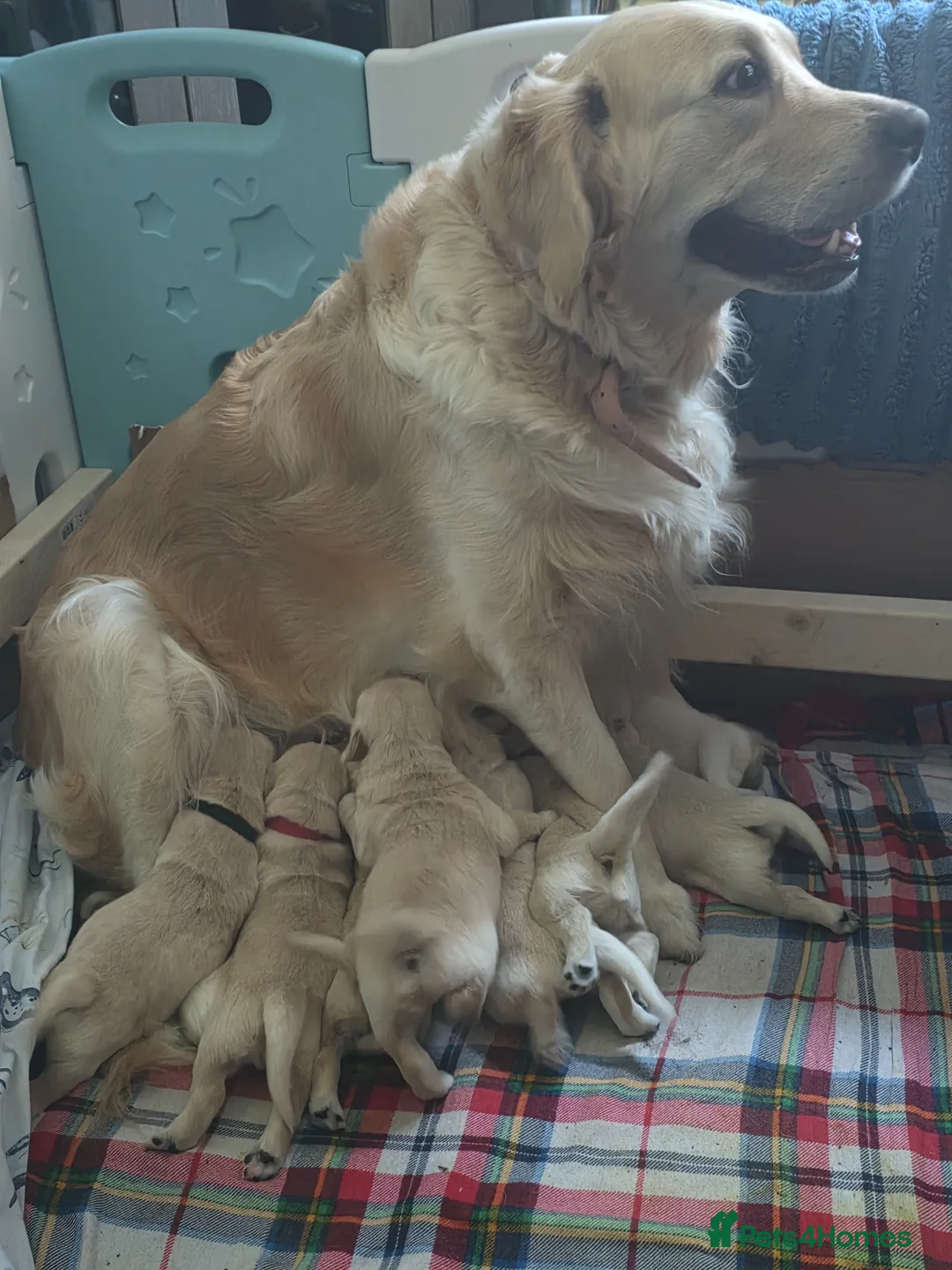 Golden Retriever dogs for sale: 8 Beautiful Fluffy Golden Retrievers in Telford - Advert 1