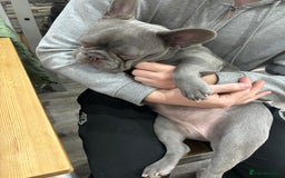 French Bulldog dogs for sale: Female French bulldog  - Image 4