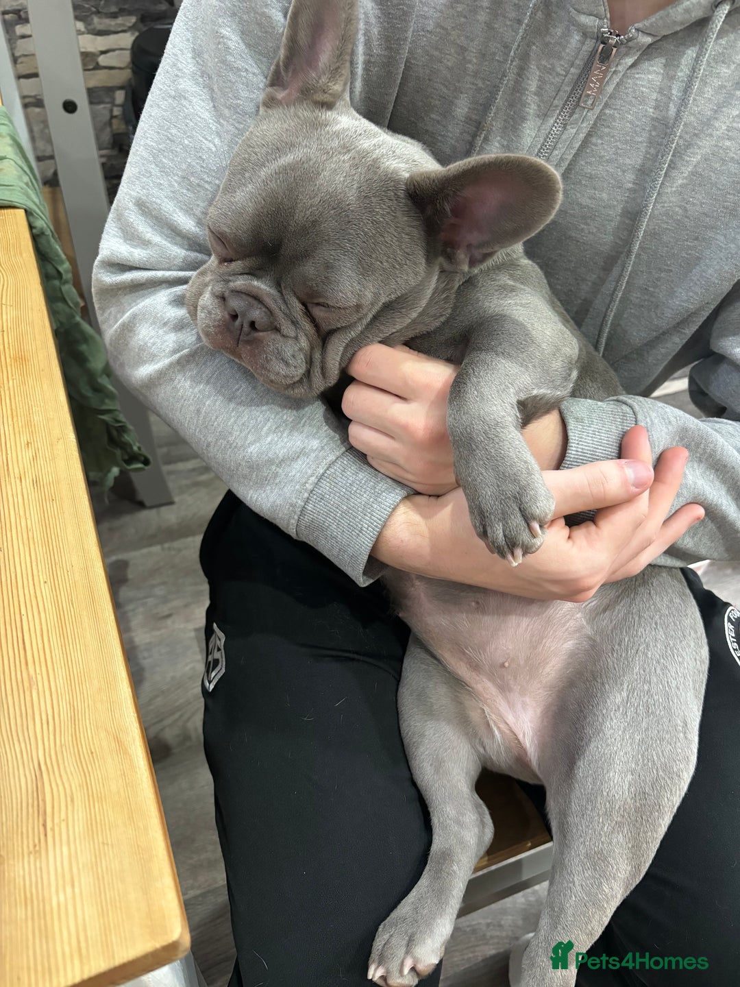 French Bulldog dogs for sale: Female French bulldog  - Image 4