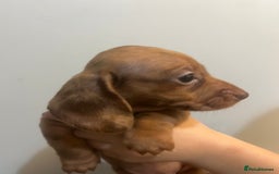 Miniature Dachshund dogs for sale: Gorgeous Miniature Dachshunds - Image 16