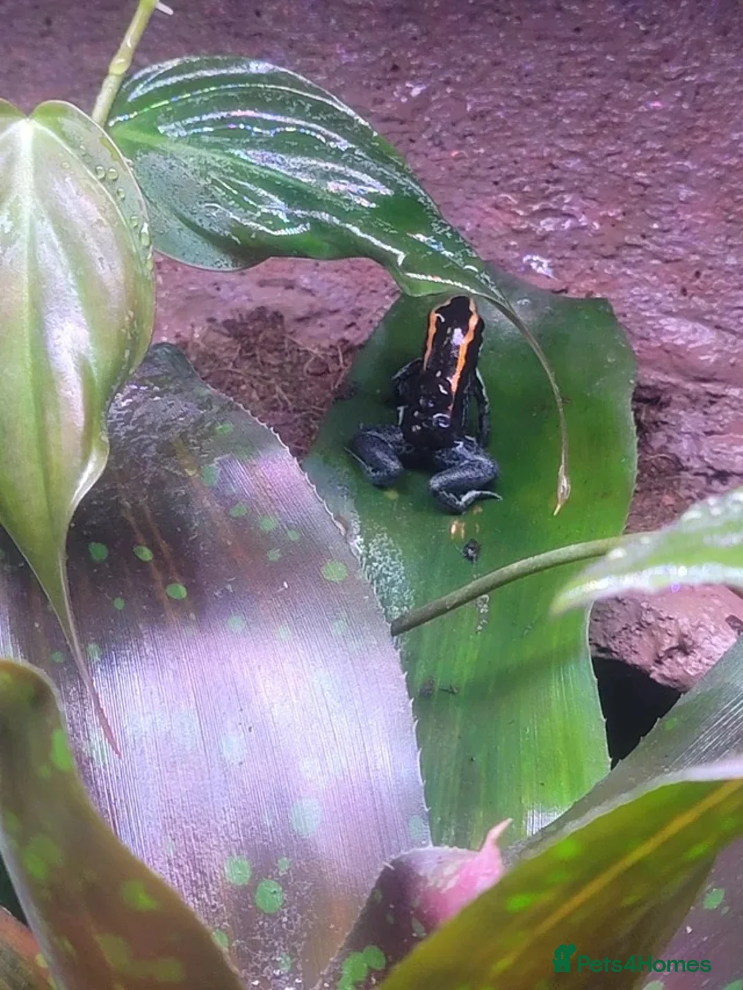 Frog reptiles for sale: Breeding pair of vittatus dart frogs with setup  in Barnsley - Advert 10