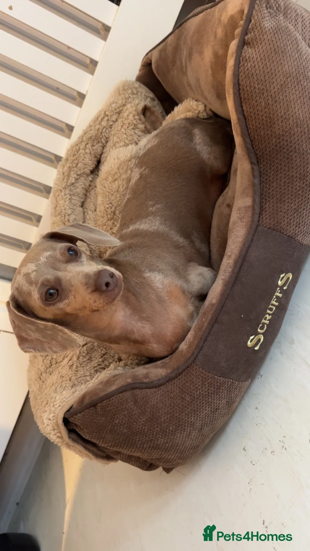 Miniature Dachshund dogs for sale:  Miniature dachshund  - Advert 1