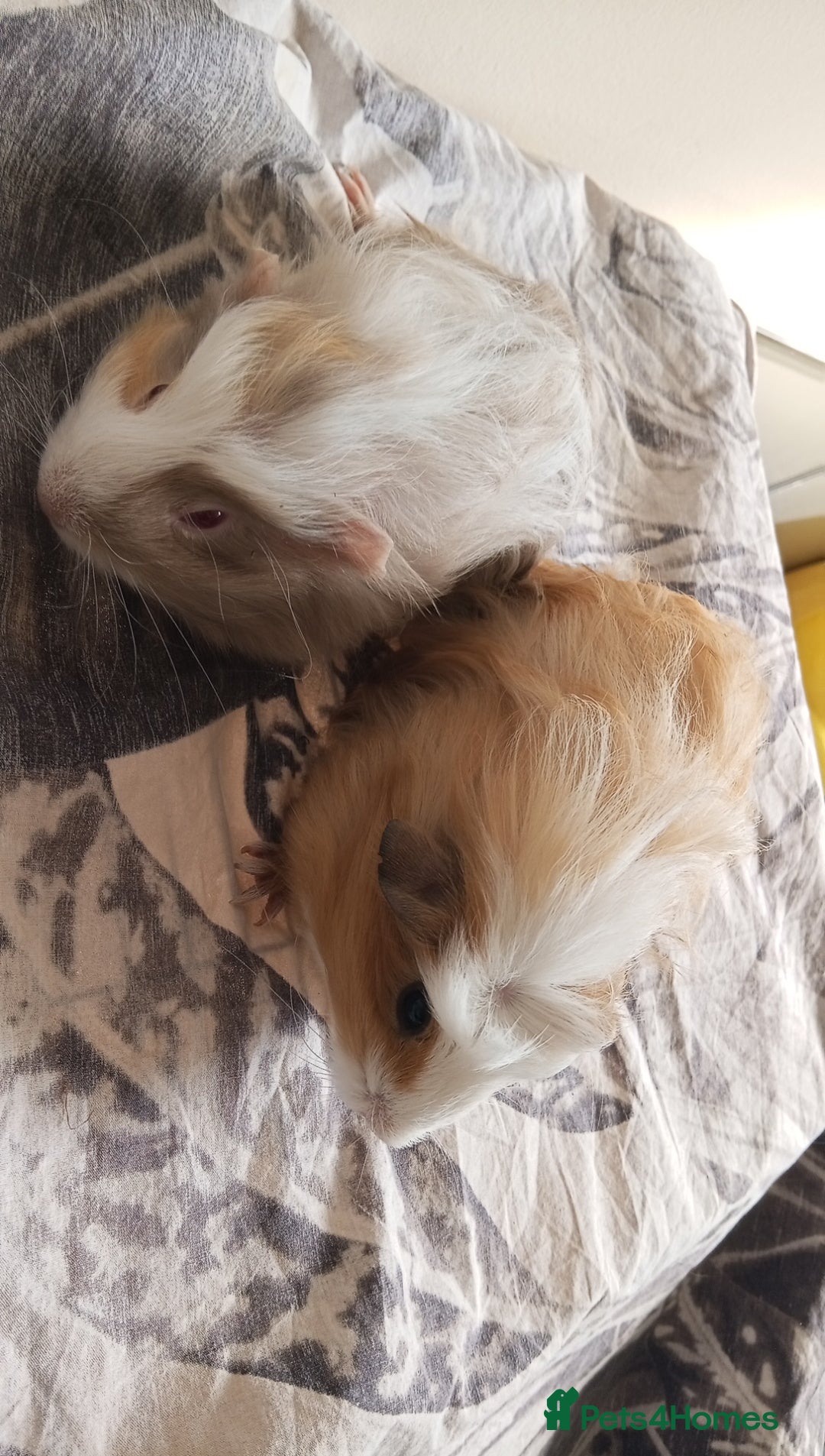 Guinea Pig rodents for sale: 4 Guinea pigs boys and girls  - Image 6