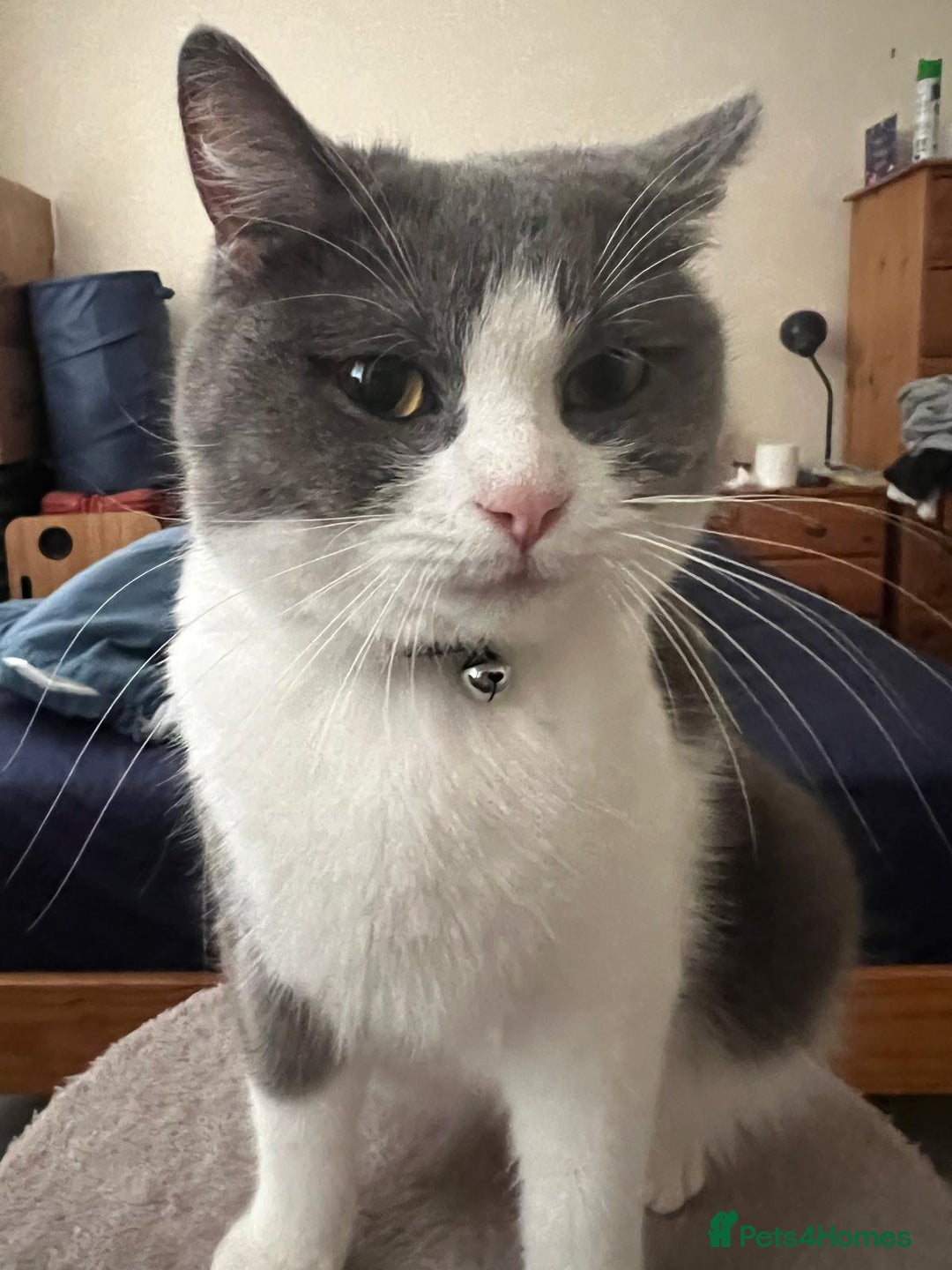 British Shorthair cats for sale: Cute British Shorthair Looking for Home - Advert 4