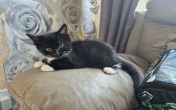 British Shorthair cats for sale: Kittens ready now - Image 8